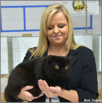 Purrelli Pitch Black